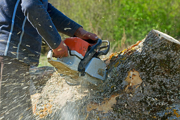 How Our Tree Care Process Works  in  Cary, NC